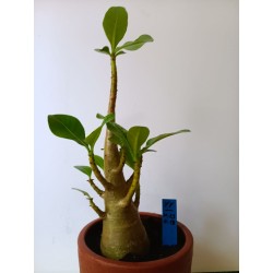 Adenium arabicum n°YY