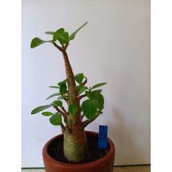 Adenium arabicum n°Q