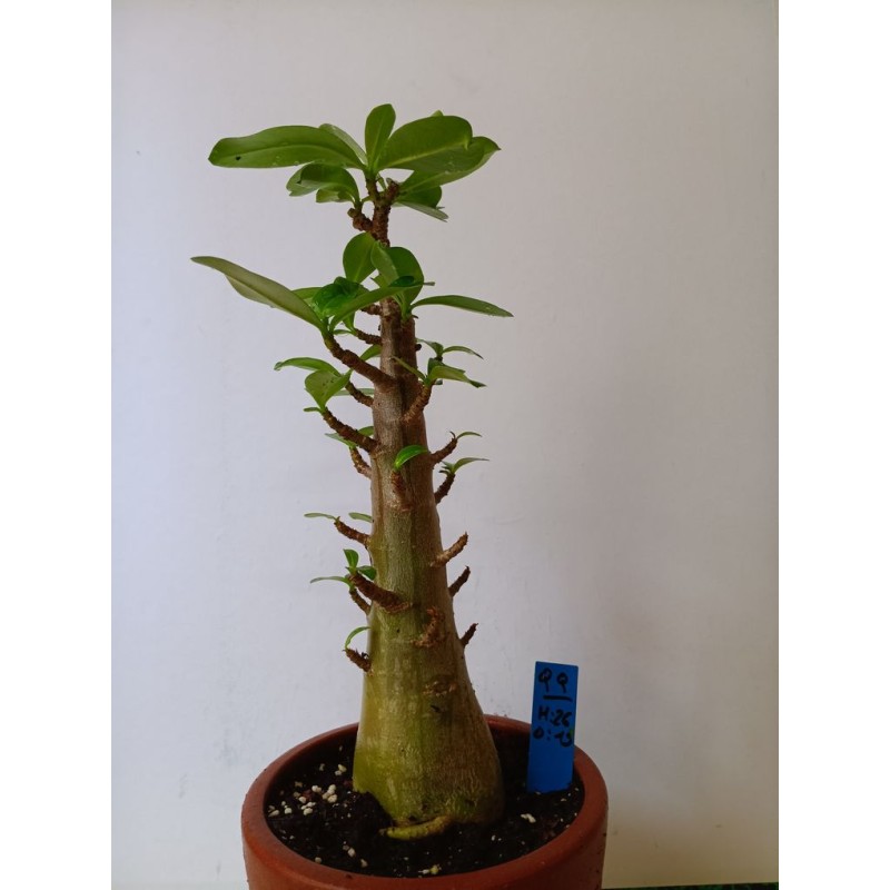 Adenium arabicum n°QQ