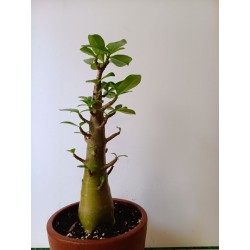 Adenium arabicum n°QQ