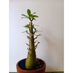 Adenium arabicum n°QQ