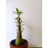 Adenium arabicum n°QQ