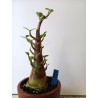 Adenium arabicum n°MM