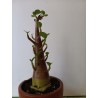 Adenium arabicum n°MM