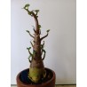 Adenium arabicum n°MM