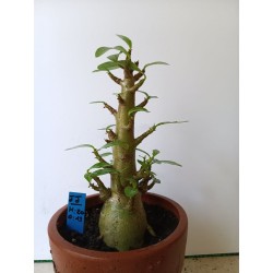 Adenium arabicum n°JJ