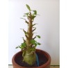 Adenium arabicum n°JJ