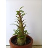 Adenium arabicum n°JJ