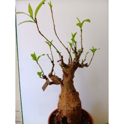 N°V : Baobab africain (Adansonia digitata) de 20 ans