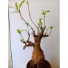 N°V : Baobab africain (Adansonia digitata) de 20 ans