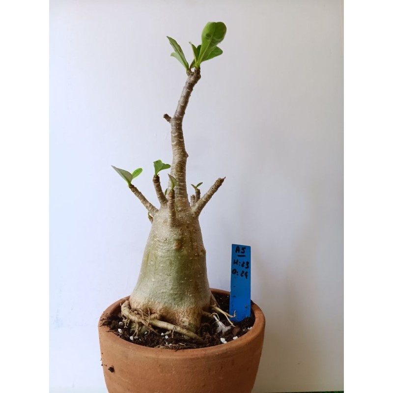 Adenium arabicum n°A5