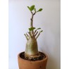 Adenium arabicum n°A5