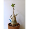 Adenium arabicum n°A5