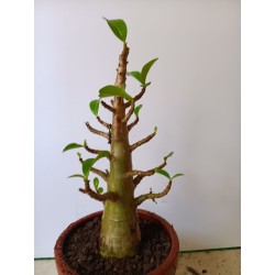 Adenium arabicum n°C