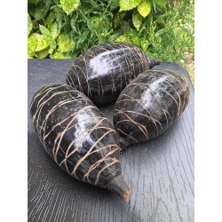 2 gros fruit de baobab - 25-30 cm