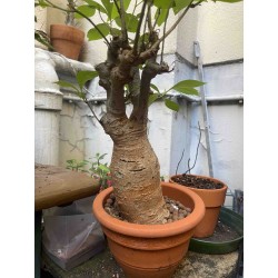 N°A : Baobab africain (Adansonia digitata) de 20 ans