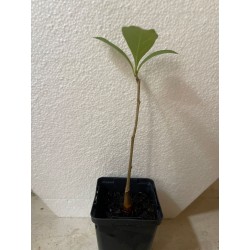 NOUVEAU ! Jeune baobab...