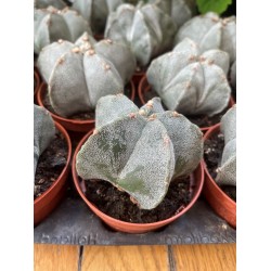 Astrophytum myriostigma (bonnet d'évêque)