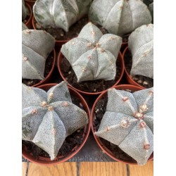 Astrophytum myriostigma (bonnet d'évêque)