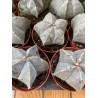 Astrophytum myriostigma (bonnet d'évêque)