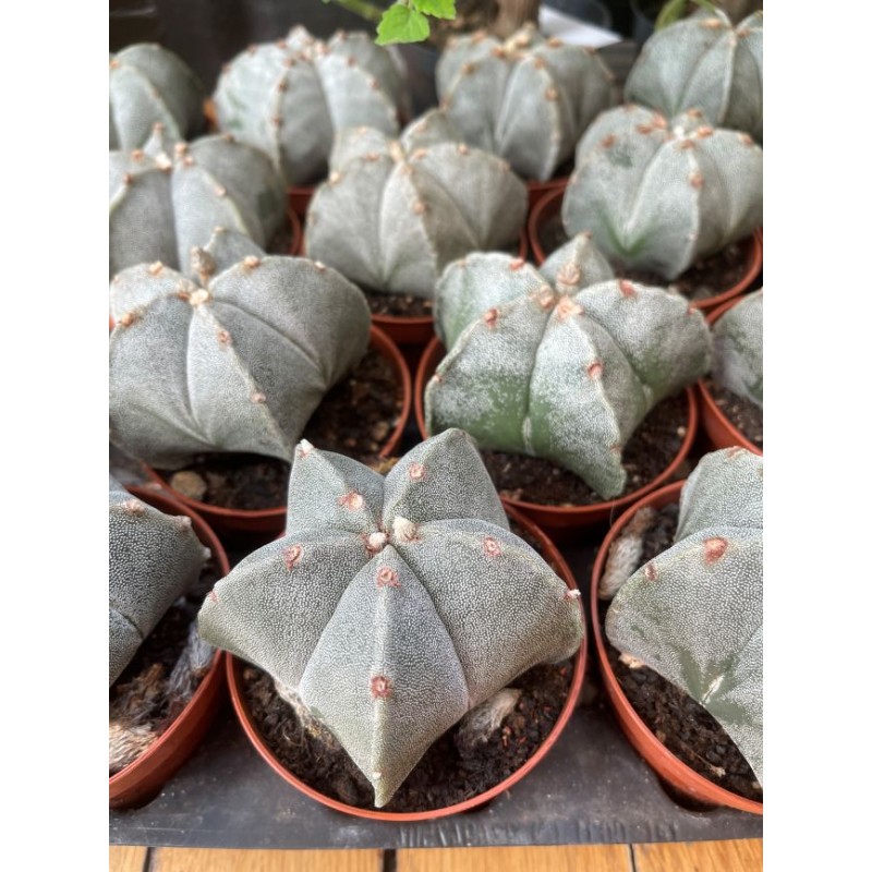 Astrophytum myriostigma (bonnet d'évêque)