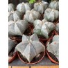 Astrophytum myriostigma (bonnet d'évêque)