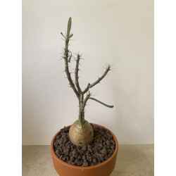 Pachypodium succulentum n°1