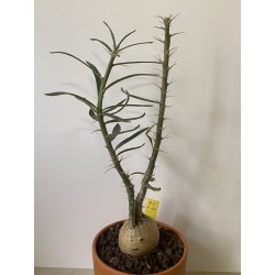 Pachypodium succulentum n°3