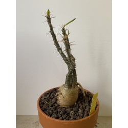 Pachypodium succulentum n°4