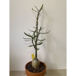 Pachypodium succulentum n°5