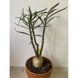 Pachypodium succulentum n°6