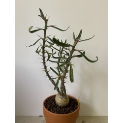 Pachypodium succulentum n°8