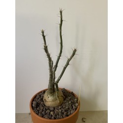 Pachypodium succulentum n°10