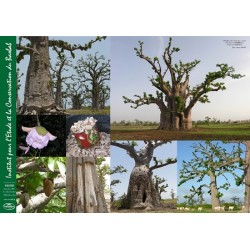 Poster : les baobabs de...