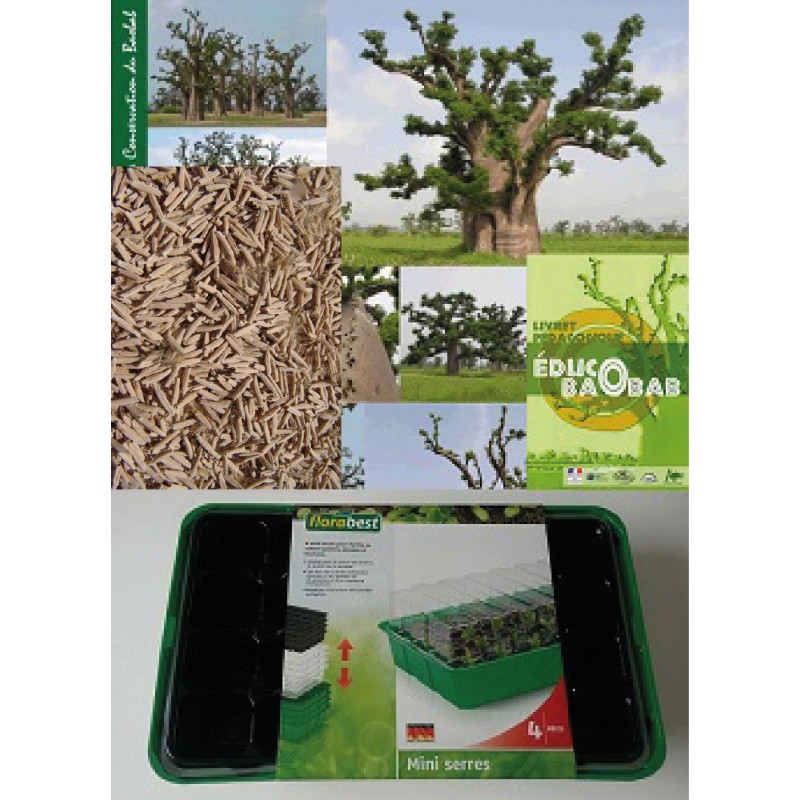 Kit plantation école n°2 : 4 mini-serres, 100 graines de baobab chacal,  posters