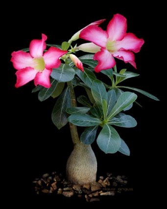 Baobab chacal (Adenium obesum & arabicum)