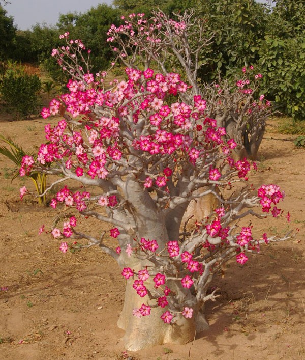 Graines de baobab chacal (Adenium)