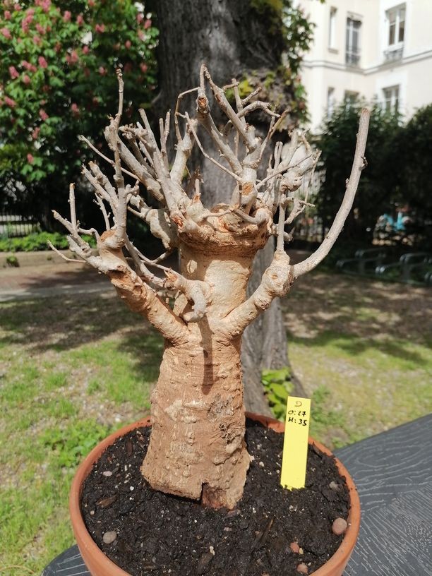 Baobab africain (Adansonia digitata) de collection